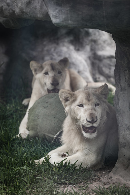 Parque de las Leyendas presenta primera pareja de leones blancos